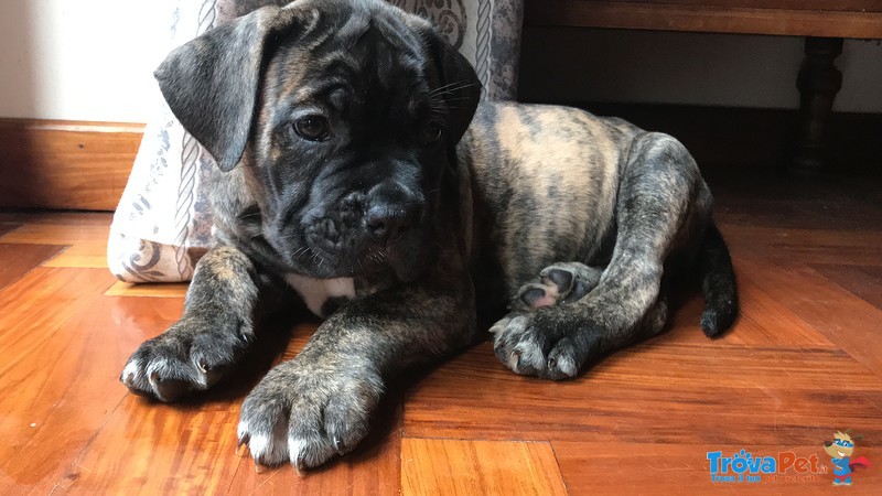 Cane Corso Cucciolo - Foto n. 3