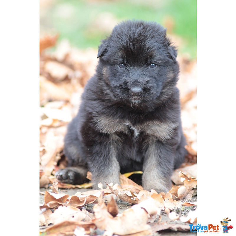 Cuccioli Pastore Tedesco a pelo Lungo - Foto n. 1