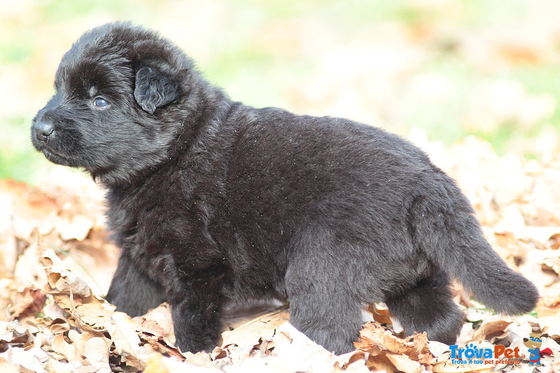 Cuccioli Pastore Tedesco a pelo Lungo - Foto n. 3