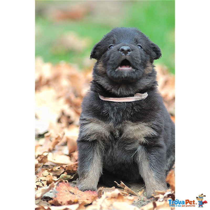 Cuccioli Pastore Tedesco a pelo Lungo - Foto n. 4