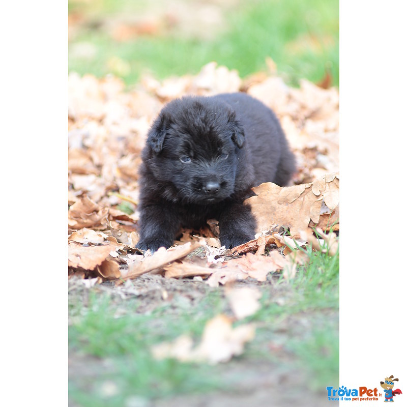 Cuccioli Pastore Tedesco a pelo Lungo - Foto n. 5