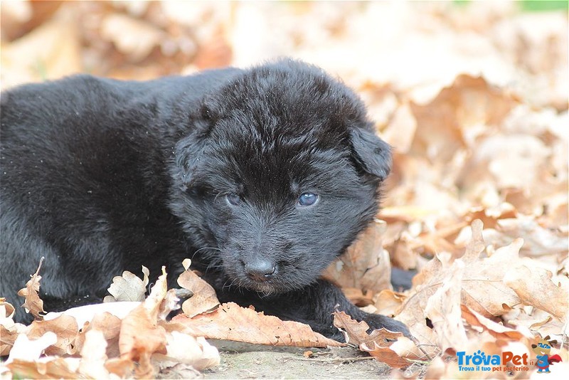 Cuccioli Pastore Tedesco a pelo Lungo - Foto n. 6