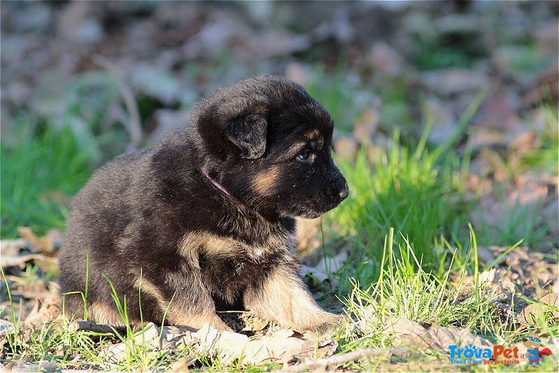 Cuccioli Pastore Tedesco a pelo Lungo - Foto n. 8