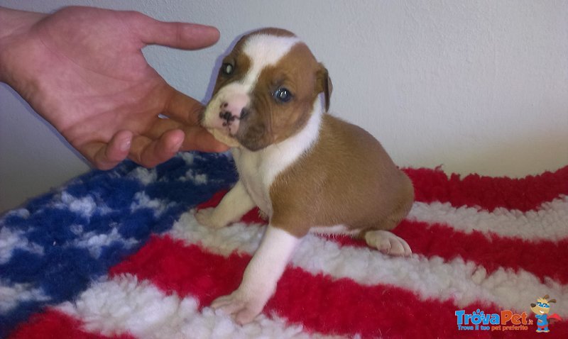 American Staffordshire Terrier Amstaff Cuccioli - Foto n. 3