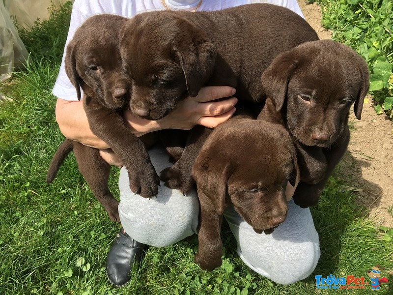 Cuccioli di Labrador Retriever Chocolate con Pedigree - Foto n. 1