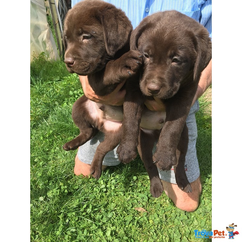 Cuccioli di Labrador Retriever Chocolate con Pedigree - Foto n. 2