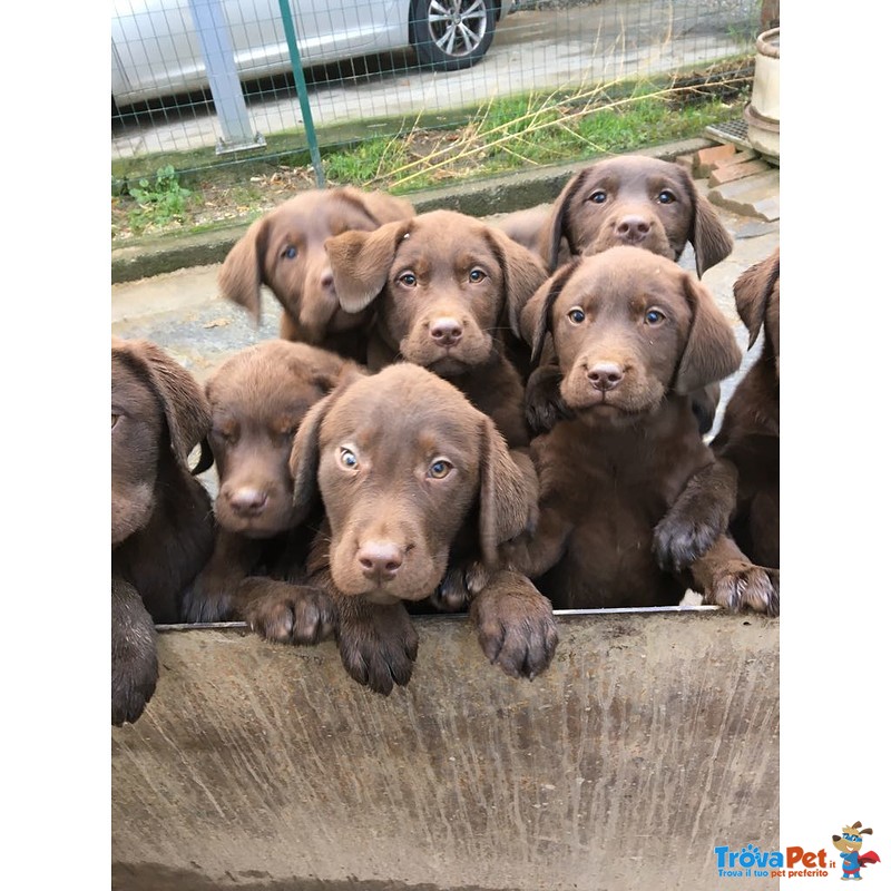 Cuccioli di Labrador Retriever Chocolate con Pedigree - Foto n. 3