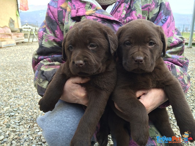 Cuccioli di Labrador Retriever Chocolate con Pedigree - Foto n. 4