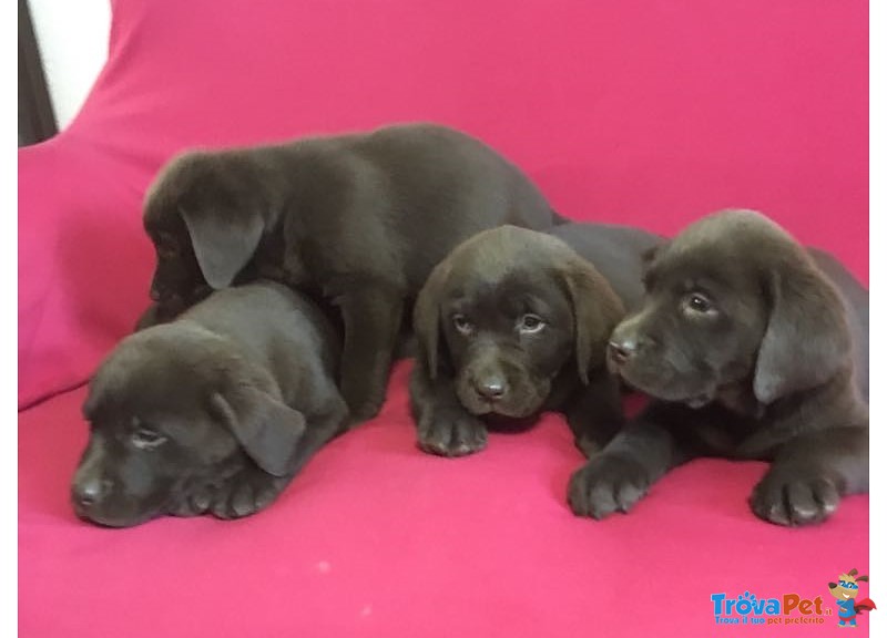 Cuccioli di Labrador Retriever Chocolate con Pedigree - Foto n. 5