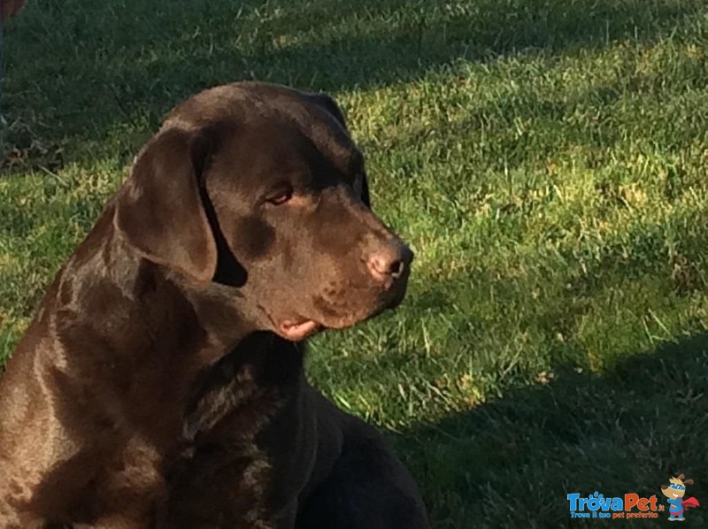 Cuccioli di Labrador Retriever Chocolate con Pedigree - Foto n. 7