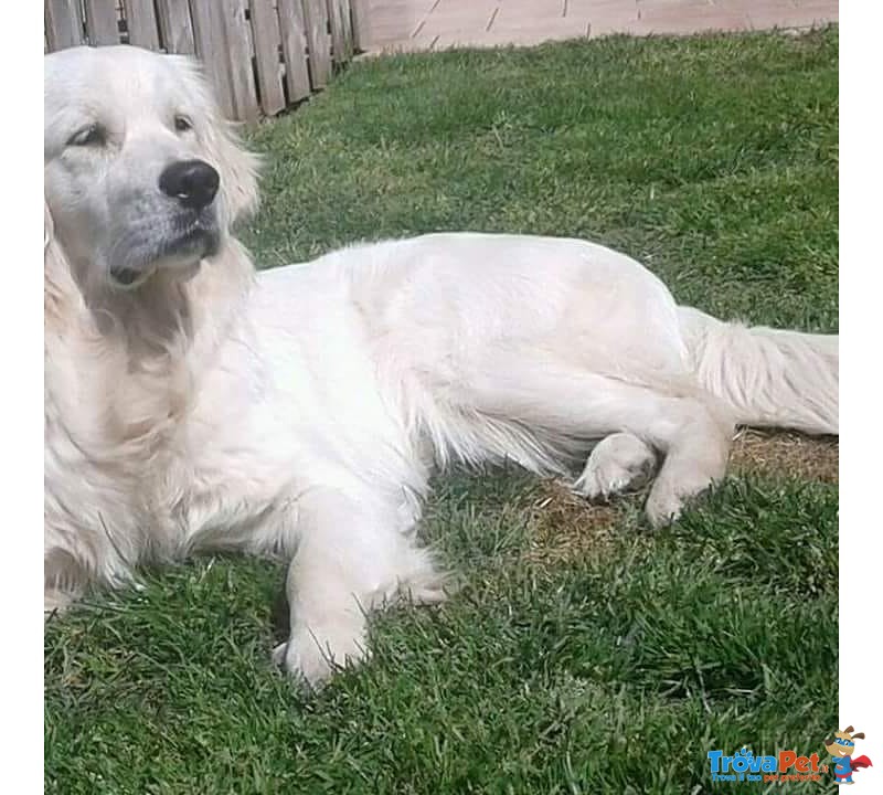 Bellissima Cucciolata di Golden Retriever alta Genealogia - Foto n. 2