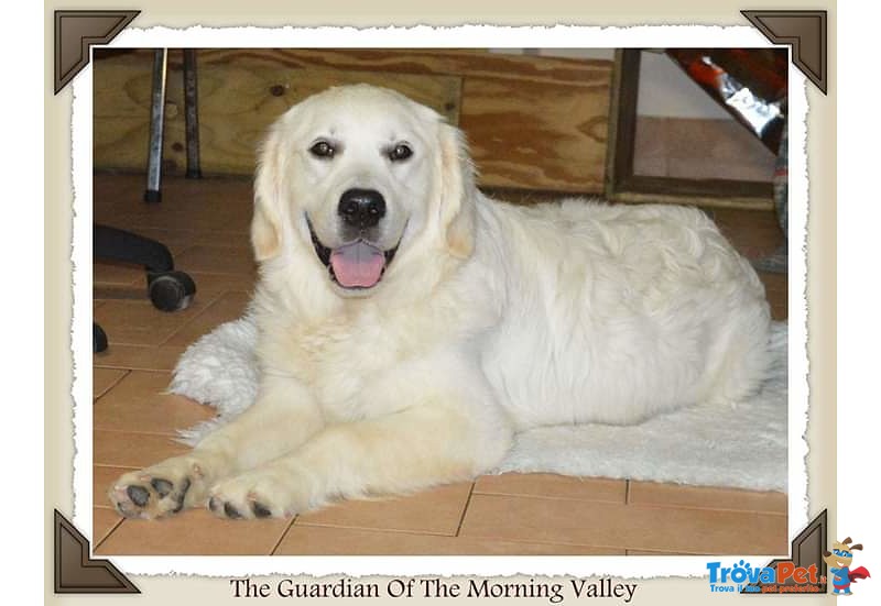 Bellissima Cucciolata di Golden Retriever alta Genealogia - Foto n. 3