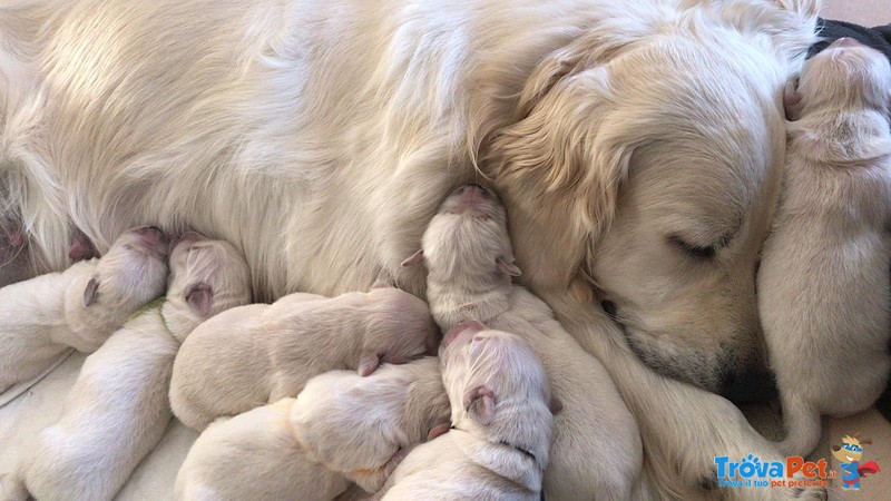 Bellissima Cucciolata di Golden Retriever alta Genealogia - Foto n. 4