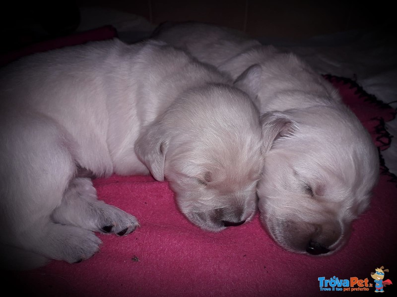 Bellissima Cucciolata di Golden Retriever alta Genealogia - Foto n. 5