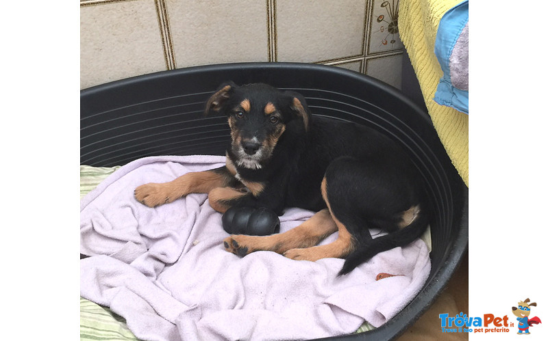 Caty, Cucciola di 3 mesi Futura Taglia Media, Cerca Casa - Foto n. 2