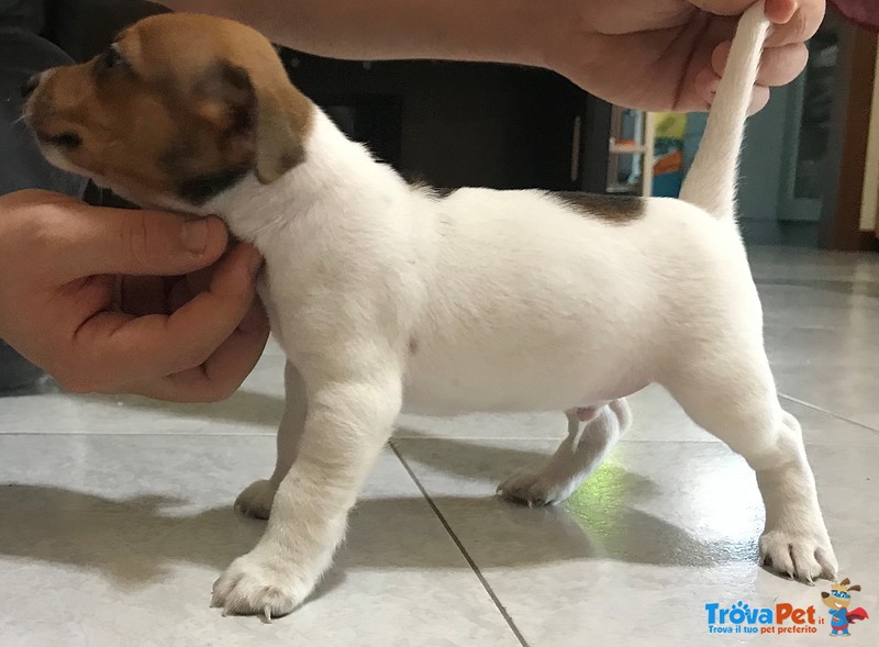 2 Cuccioli jack Russell Terrier - pelo Liscio - Foto n. 1