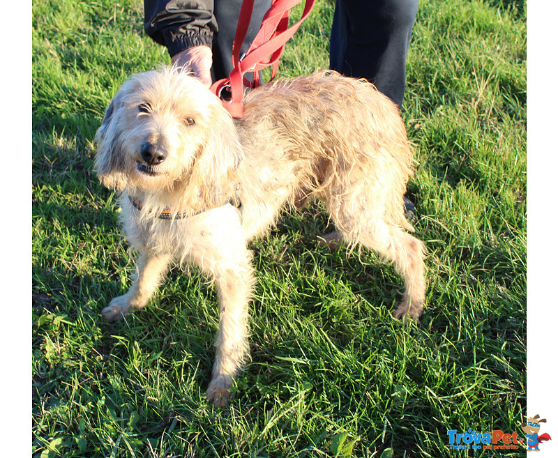 Artù, Segugio 2 Anni, Taglia Medio Contenuta, Cerca Casa! - Foto n. 1