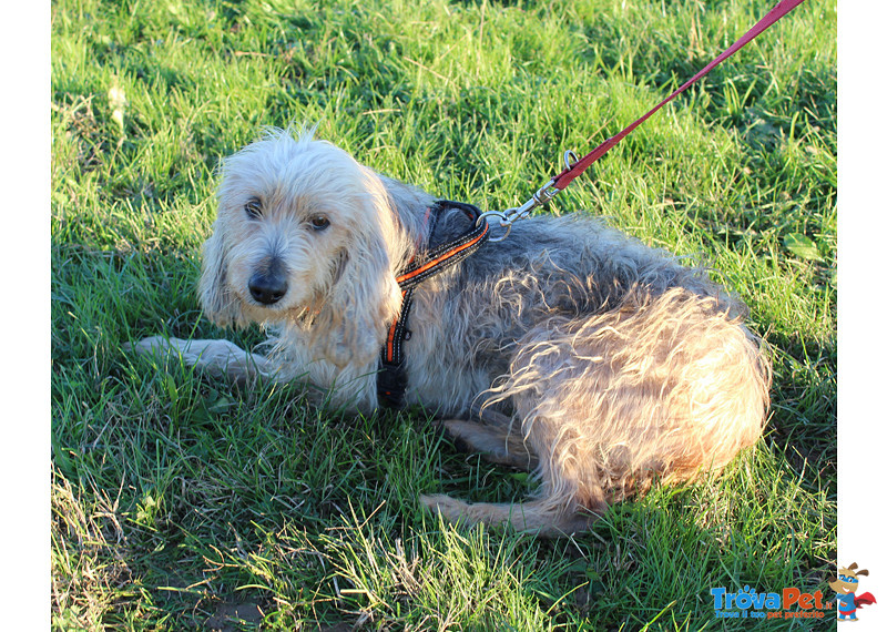 Artù, Segugio 2 Anni, Taglia Medio Contenuta, Cerca Casa! - Foto n. 2