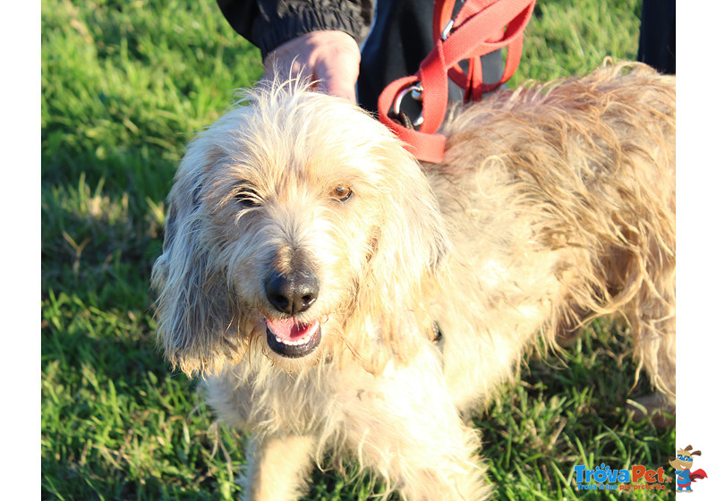 Artù, Segugio 2 Anni, Taglia Medio Contenuta, Cerca Casa! - Foto n. 3