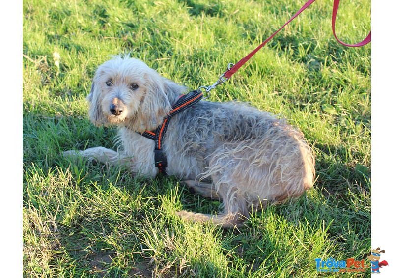 Artù, Segugio 2 Anni, Taglia Medio Contenuta, Cerca Casa! - Foto n. 4