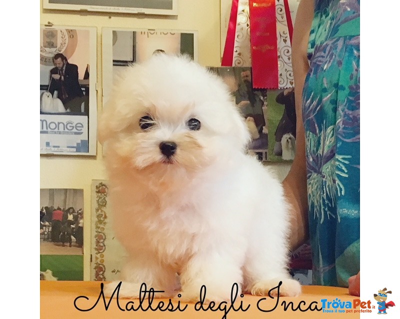 Allevamento Maltesi , Disponibili Cuccioli con Pedigree - Foto n. 1