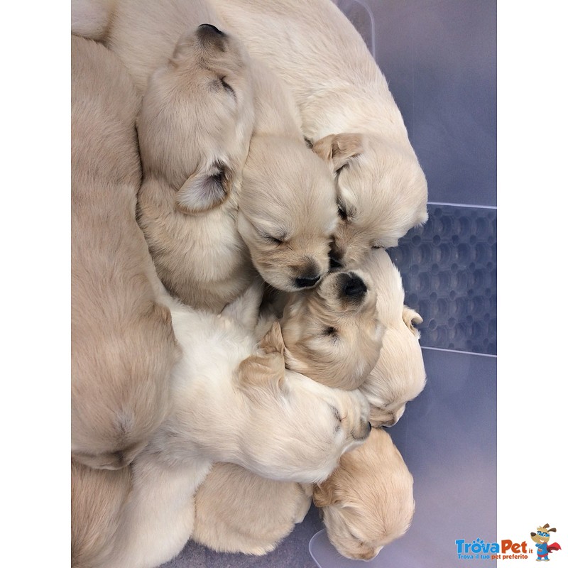 Cuccioli Golden Retriever alta Genealogia - Foto n. 2