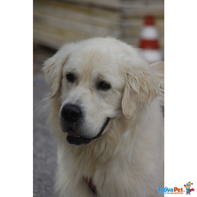 Cuccioli Golden Retriever alta Genealogia - Foto n. 3