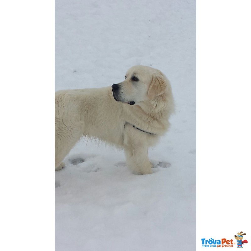 Cuccioli Golden Retriever alta Genealogia - Foto n. 4