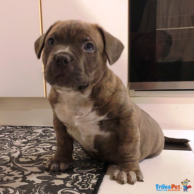 American Bully Pocket Cucciolata - Foto n. 5