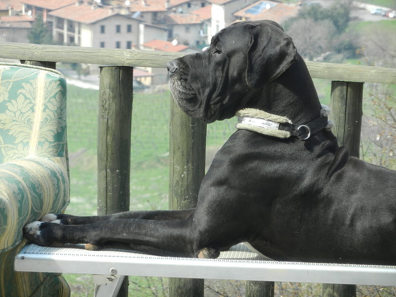 Alano Cuccioli Eccellenti - Stupendi - Foto n. 10