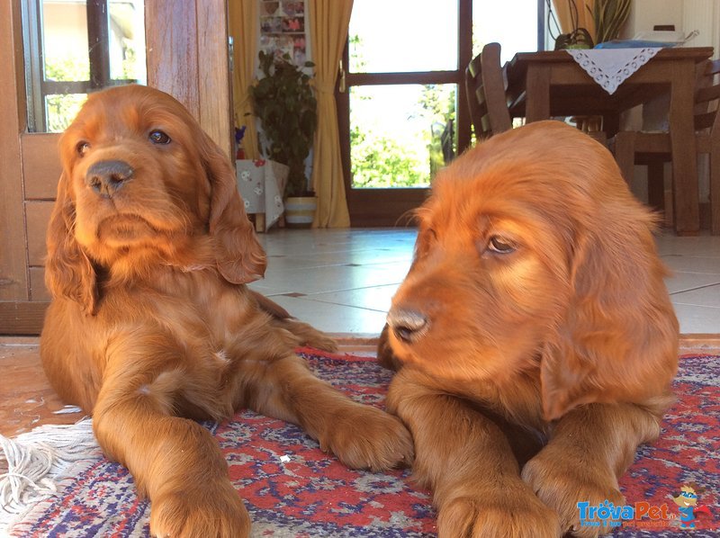 Cuccioli Setter Irlandese - Foto n. 3