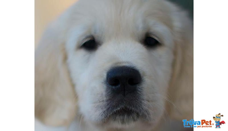 Golden Retriever Cuccioli Eccellenti - Foto n. 2