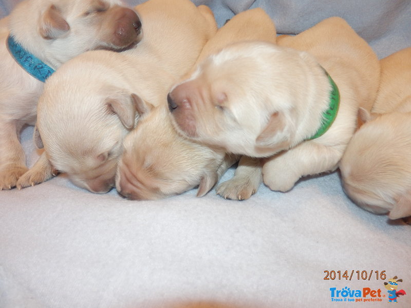 Golden Retriever Cuccioli Eccellenti - Foto n. 7