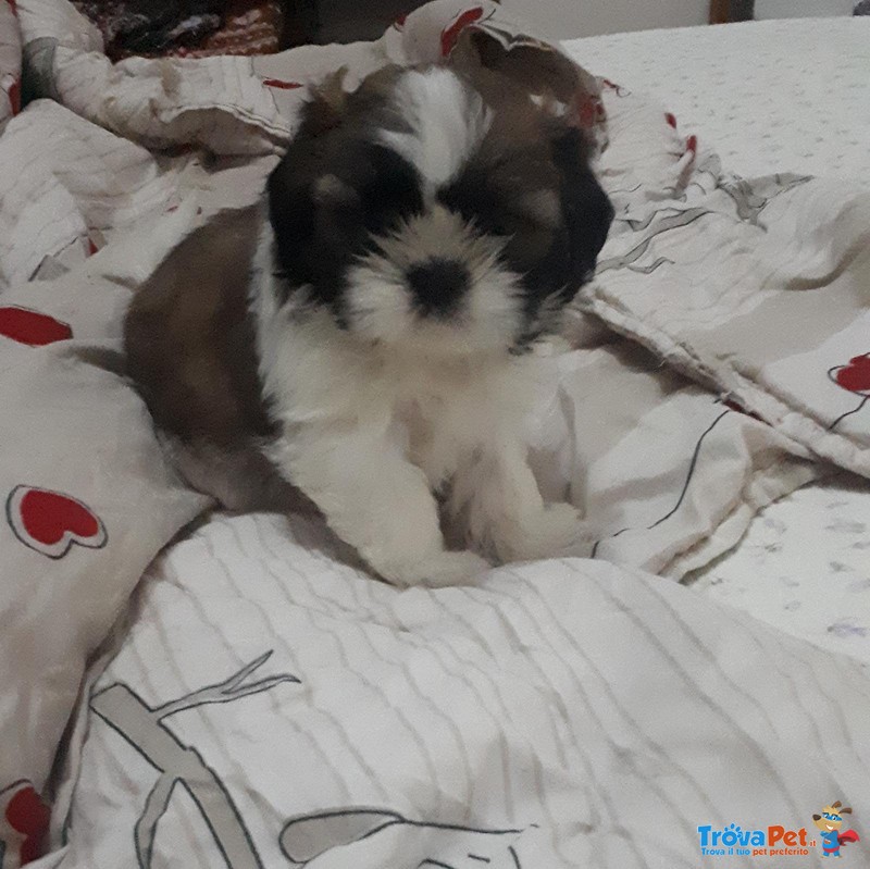 Bellissimi shih Tzu - Foto n. 1