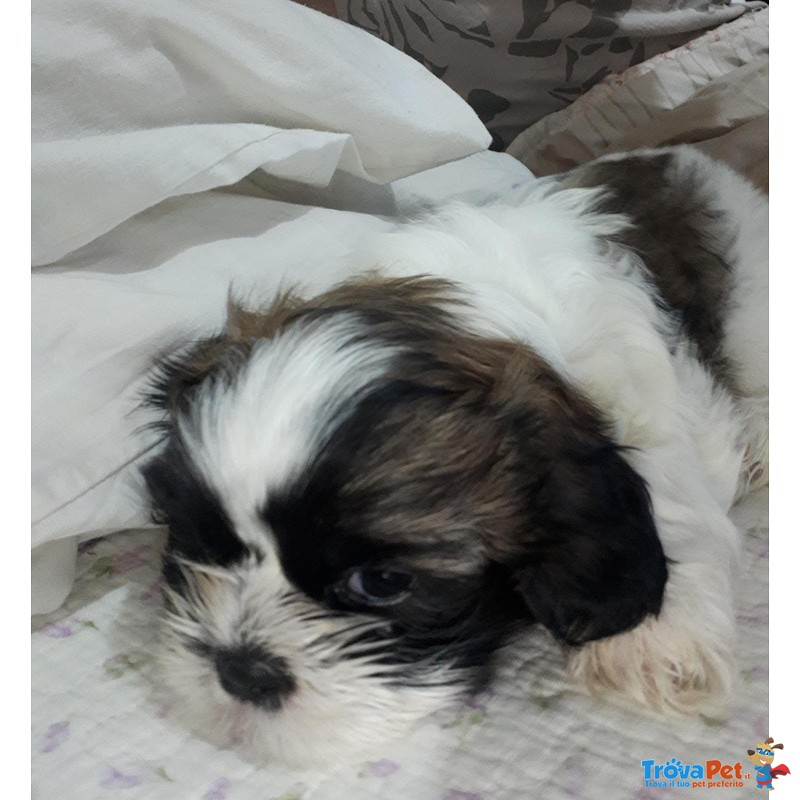 Bellissimi shih Tzu - Foto n. 2