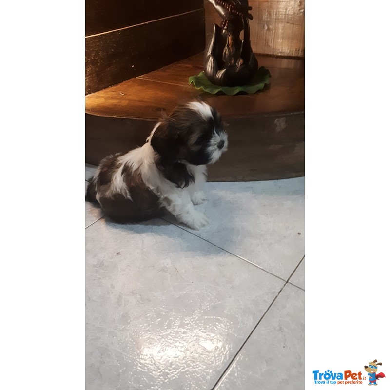 Bellissimi shih Tzu - Foto n. 3