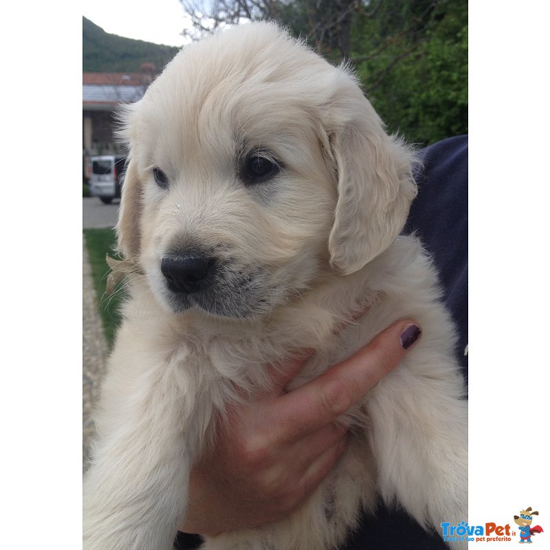 Golden Retriever Cuccioli Eccellenti - Foto n. 8