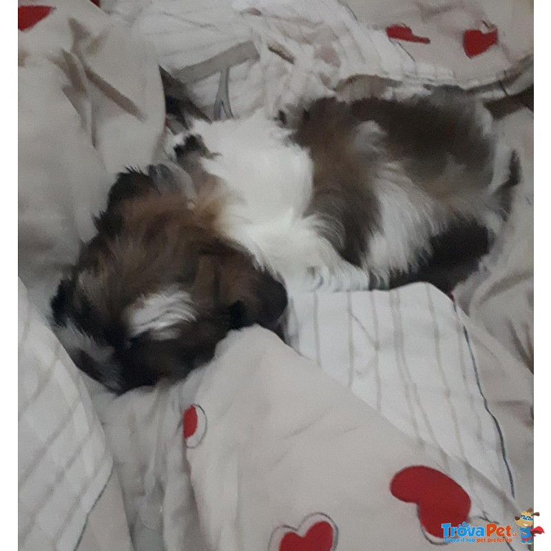 Bellissimi shih Tzu - Foto n. 4