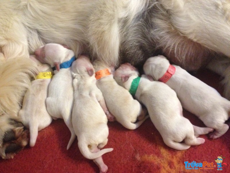 Golden Retriever Cuccioli Eccellenti - Foto n. 9