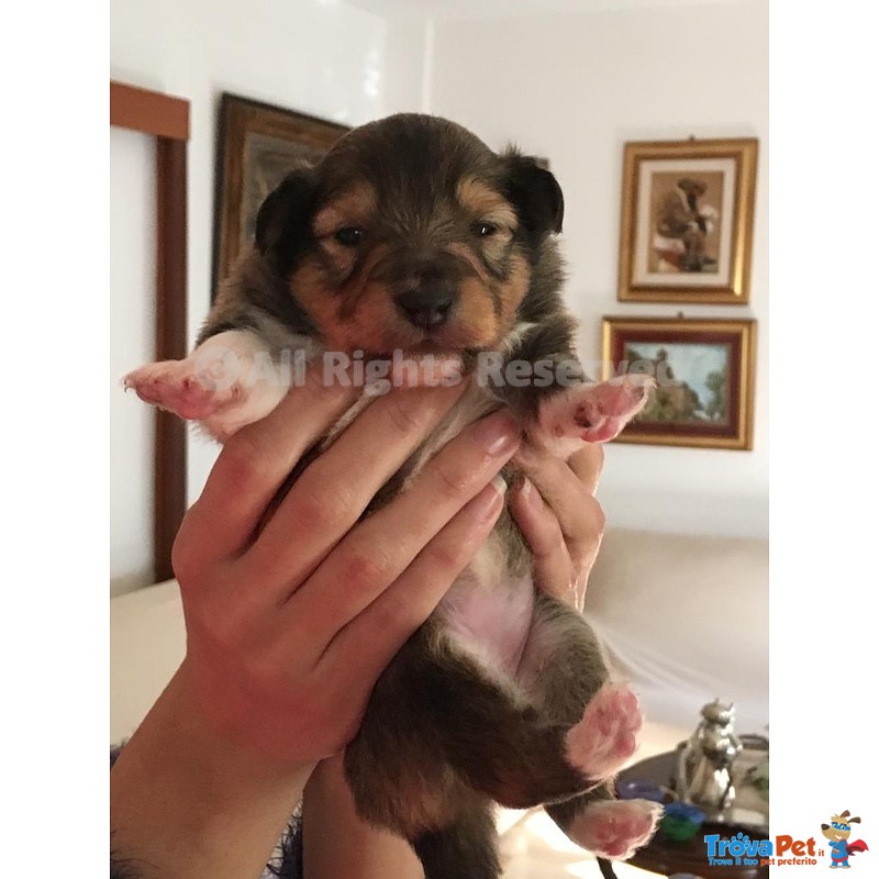 Cuccioli di Pastore Scozzese Shetland Disponibili 1 Maschio e 1 Femmina - Foto n. 1