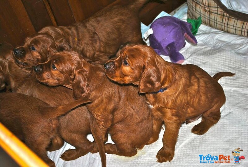 Cuccioli Setter Irlandese - Foto n. 1