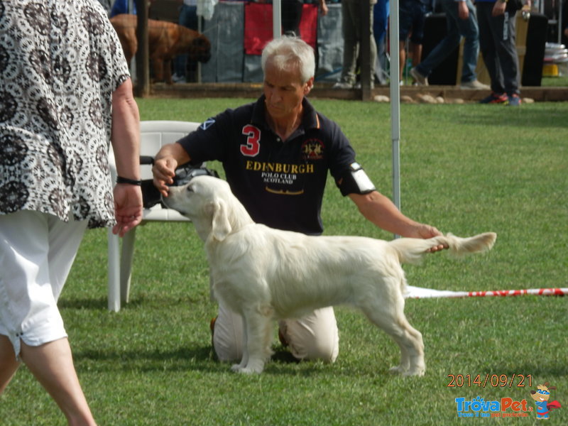 Golden Retriever Cuccioli Eccellenti - Foto n. 12