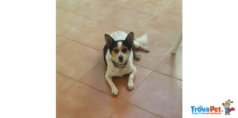 Macchia, 6 kg di Dolcezza Infinita, Slvata dopo Essere Stata Aggredita da un Branco di Cani, Cerca - Foto n. 3