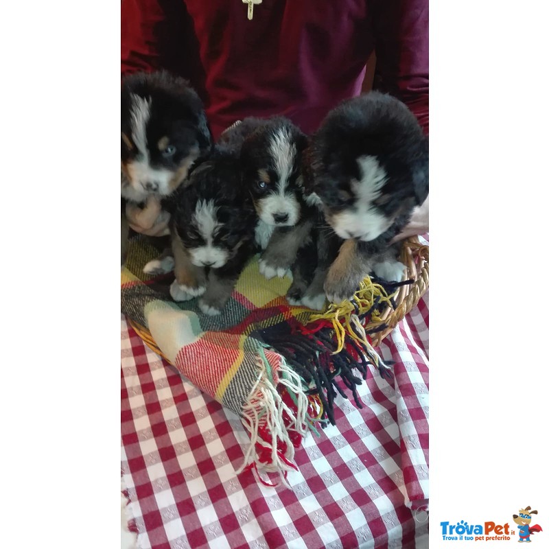 Cuccioli Bovaro Bernese con Pedigree Enci - Foto n. 1