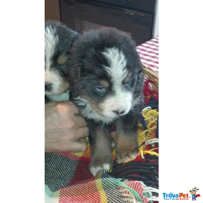 Cuccioli Bovaro Bernese con Pedigree Enci - Foto n. 2