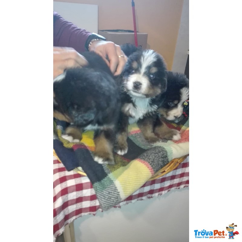 Cuccioli Bovaro Bernese con Pedigree Enci - Foto n. 3