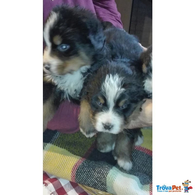 Cuccioli Bovaro Bernese con Pedigree Enci - Foto n. 4