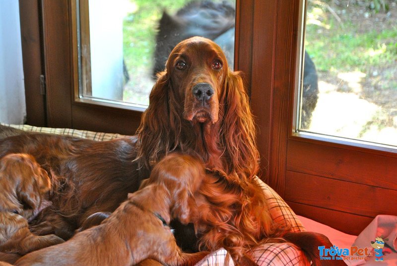 Cuccioli Setter Irlandese - Foto n. 4