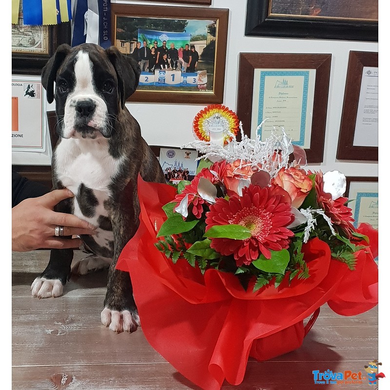 Cucciolo di Boxer alta Genealogia - Foto n. 2