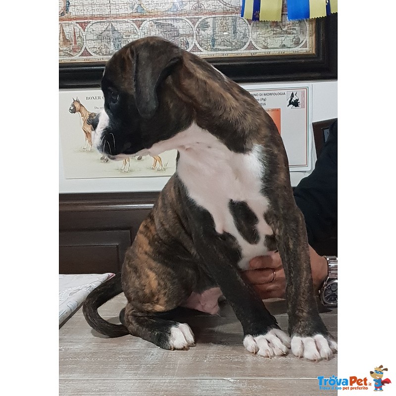 Cucciolo di Boxer alta Genealogia - Foto n. 4